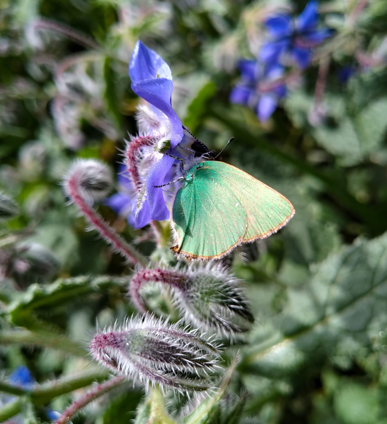 Aiuto ID: Callophrys rubi - Lycaenidae